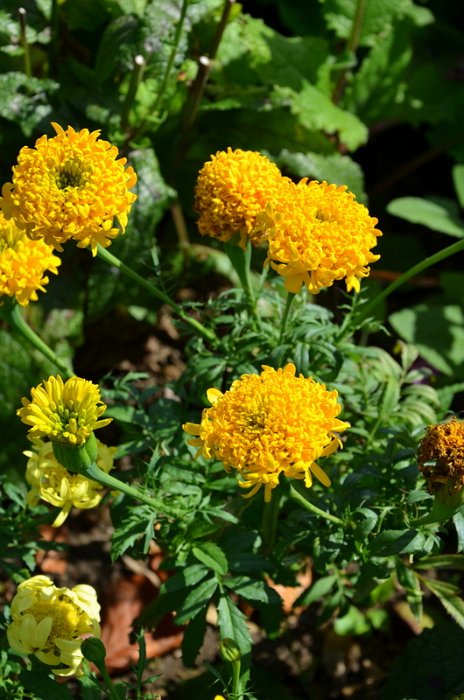 Tagetes erecta 'Saut du Lit'